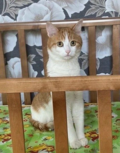 «Элитная собачка» и безразличие хозяина: проводница, выкинувшая кота Твикса, объяснила свои действия