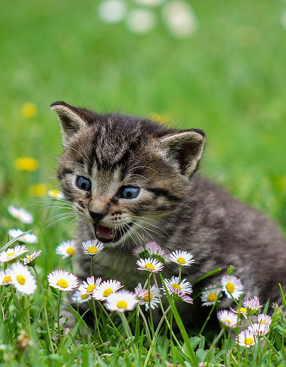 5 привычек, которые стоит привить своему коту