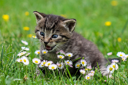 5 привычек, которые стоит привить своему коту