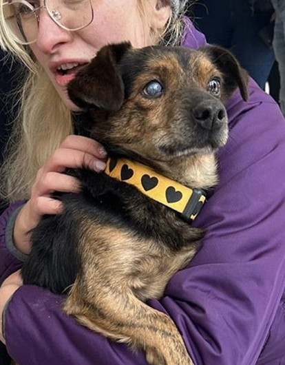 В Польше за собаками из приюта выстроилась очередь. Приехала даже полиция