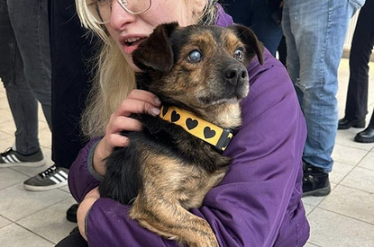 В Польше за собаками из приюта выстроилась очередь. Приехала даже полиция