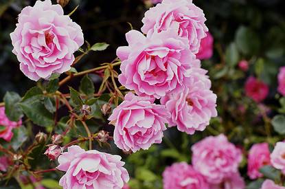 Как укрыть розы на зиму: 12 советов, чтобы растения не замерзли