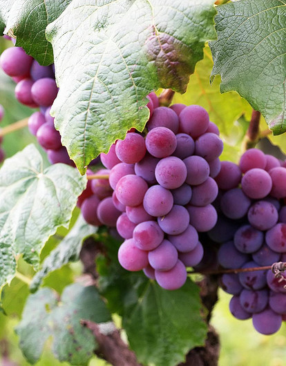 Диетолог Мухина рассказала о пользе винограда в зависимости от цвета