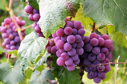 Диетолог Мухина рассказала о пользе винограда в зависимости от цвета