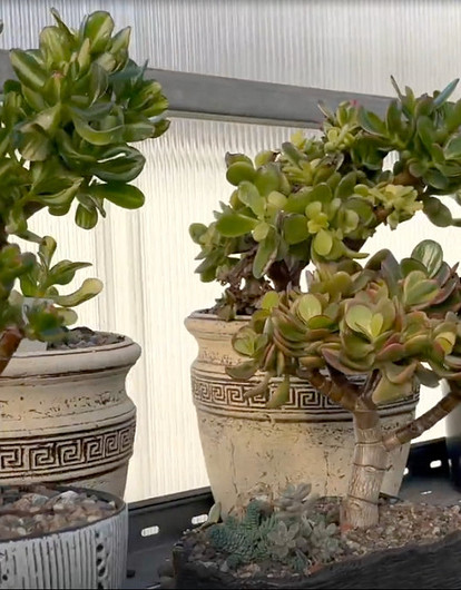 Денежное дерево: суеверия и приметы, связанные с толстянкой