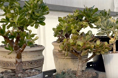 Денежное дерево: суеверия и приметы, связанные с толстянкой