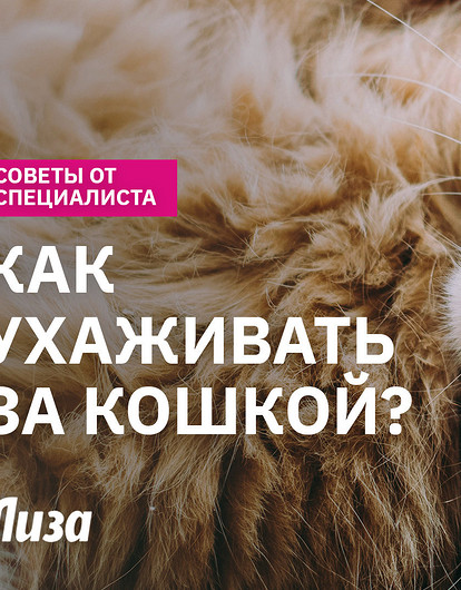 Как правильно заботиться о кошке: топ-советы об уходе, здоровье и питании