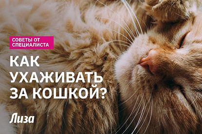 Как правильно заботиться о кошке: топ-советы об уходе, здоровье и питании