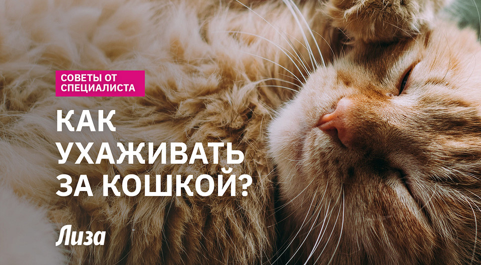 Как правильно заботиться о кошке: топ-советы об уходе, здоровье и питании
