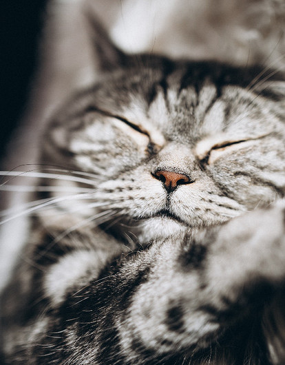 Кошки и коты: главные приметы и суеверия