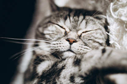 Кошки и коты: главные приметы и суеверия