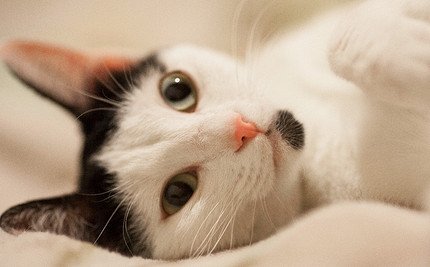Кошки и коты: главные приметы и суеверия