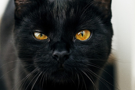 Кошки и коты: главные приметы и суеверия