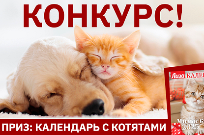 Конкурс! Выиграй календарь от «Лизы»