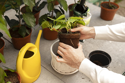 Когда сажать и пересаживать цветы по лунному календарю в 2025 году