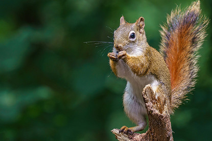 Чем можно кормить белок в парках