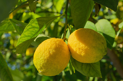 Как вырастить из косточки лимон в домашних условиях