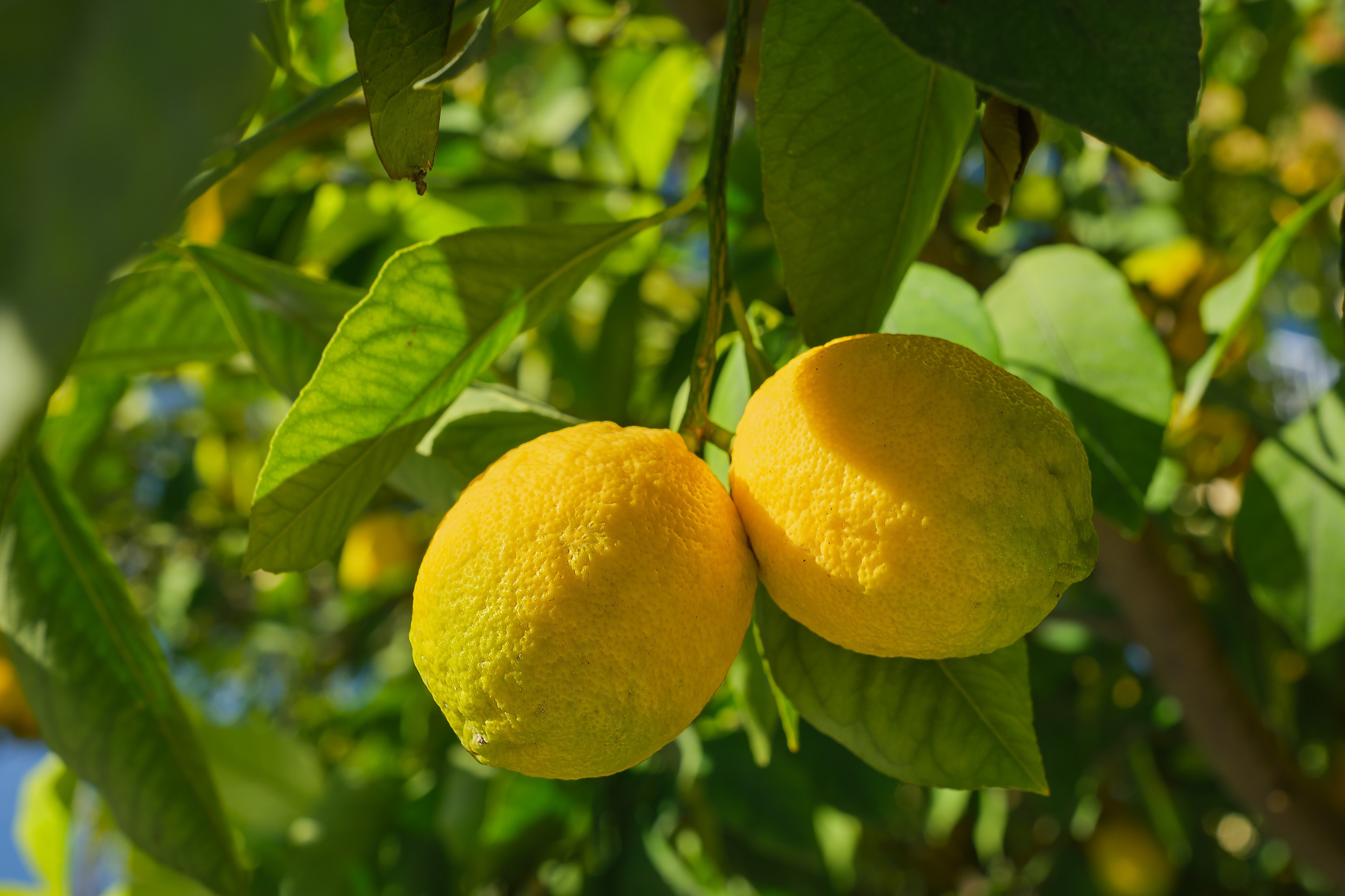 Раскрыт секрет, как вырастить лимоны дома