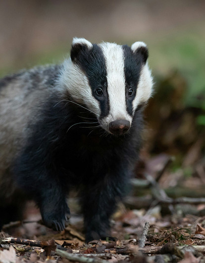 В Великобритании барсук превратил дом семьи в «фильм ужасов»