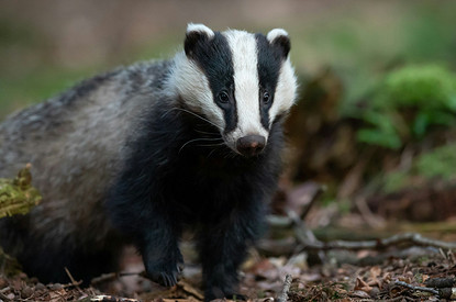 В Великобритании барсук превратил дом семьи в «фильм ужасов»