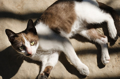 Как коты меняют мир: подборка историй и фактов о вкладе мурчащих в развитие общества