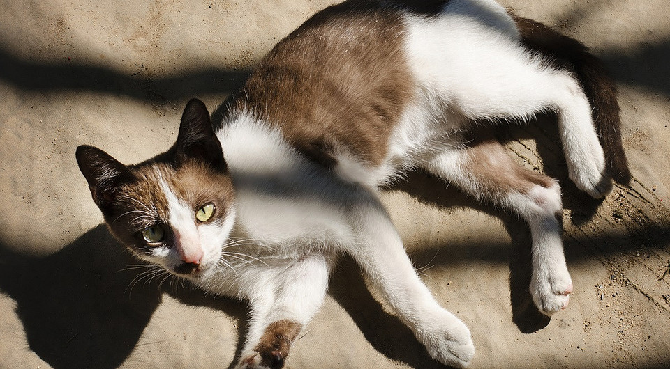 Как коты меняют мир: подборка историй и фактов о вкладе мурчащих в развитие общества
