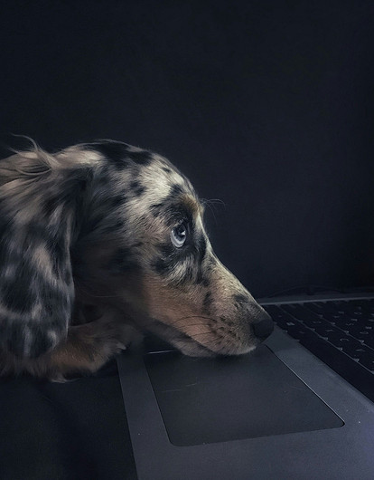 В Великобритании среди подростков стало модно считать себя животными