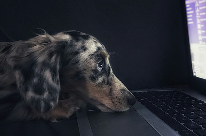 В Великобритании среди подростков стало модно считать себя животными