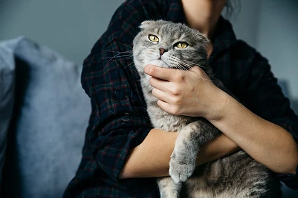 Как дать таблетку кошке без лишнего стресса для всех: 7 лучших способов