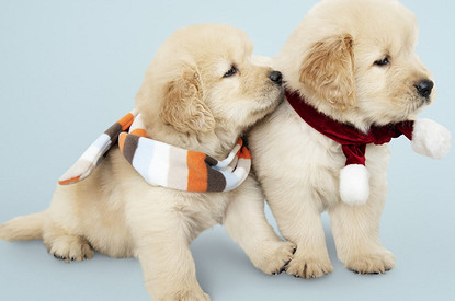 Как отучить щенка грызть все подряд: 4 работающих совета