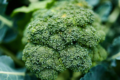 Молодежь нашла неожиданное применение брокколи для макияжа