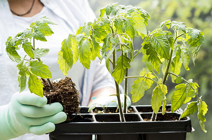 Когда сажать рассаду, чтобы получить большой урожай