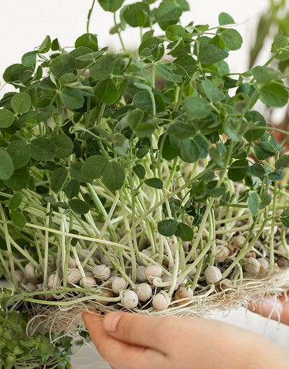 Как вырастить микрозелень в домашних условиях: 7 способов