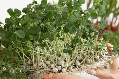 Как вырастить микрозелень в домашних условиях: 7 способов