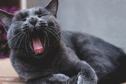 Что делать, если все время хочется спать: 19 классных способов взбодриться