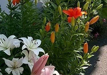 Как красиво посадить лилии на даче: советы по выбору места и уходу