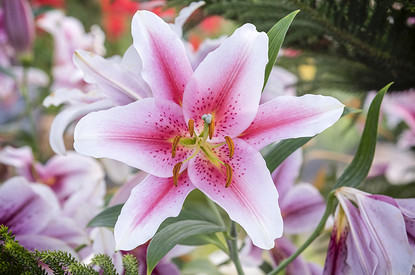 Как красиво посадить лилии на даче: советы по выбору места и уходу