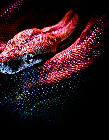 В Австралии телеведущего едва не задушила змея в прямом эфире