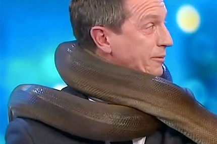 В Австралии телеведущего едва не задушила змея в прямом эфире