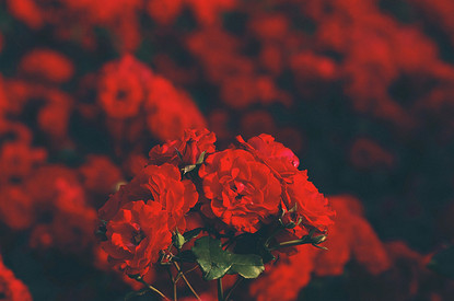 Донорство крови: главные факты, которые важно знать