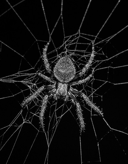 500 ядовитых пауков поселились в доме мужчины и едва не погубили его