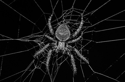 500 ядовитых пауков поселились в доме мужчины и едва не погубили его