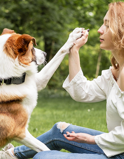 Чем обработать собаку от клещей: лучшие средства для защиты и профилактики
