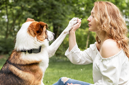 Чем обработать собаку от клещей: лучшие средства для защиты и профилактики