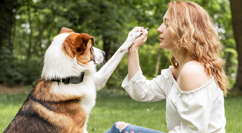 Чем обработать собаку от клещей: лучшие средства для защиты и профилактики