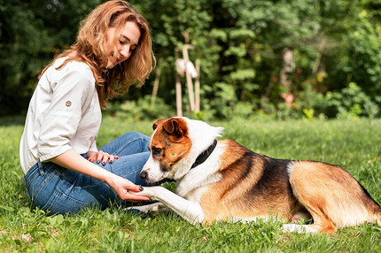 Чем обработать собаку от клещей: лучшие средства для защиты и профилактики