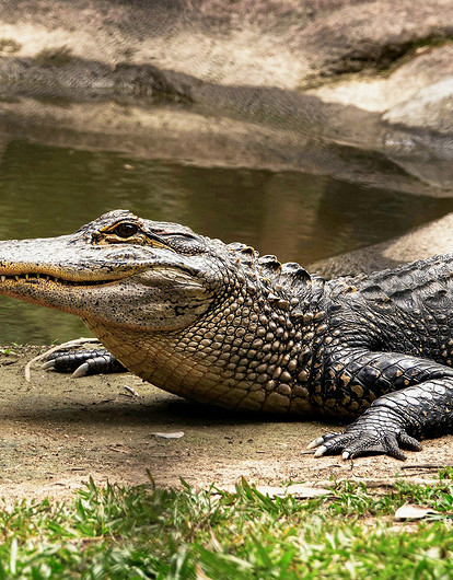 Девушка съела крокодила и едва не лишилась зрения из-за редкого паразита