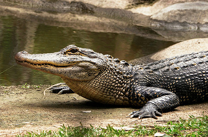 Девушка съела крокодила и едва не лишилась зрения из-за редкого паразита