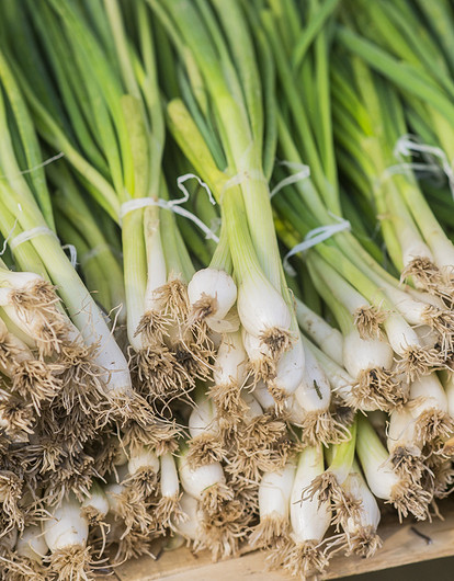 Посадка лука в открытый грунт: правила и советы по выращиванию