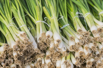 Посадка лука в открытый грунт: правила и советы по выращиванию